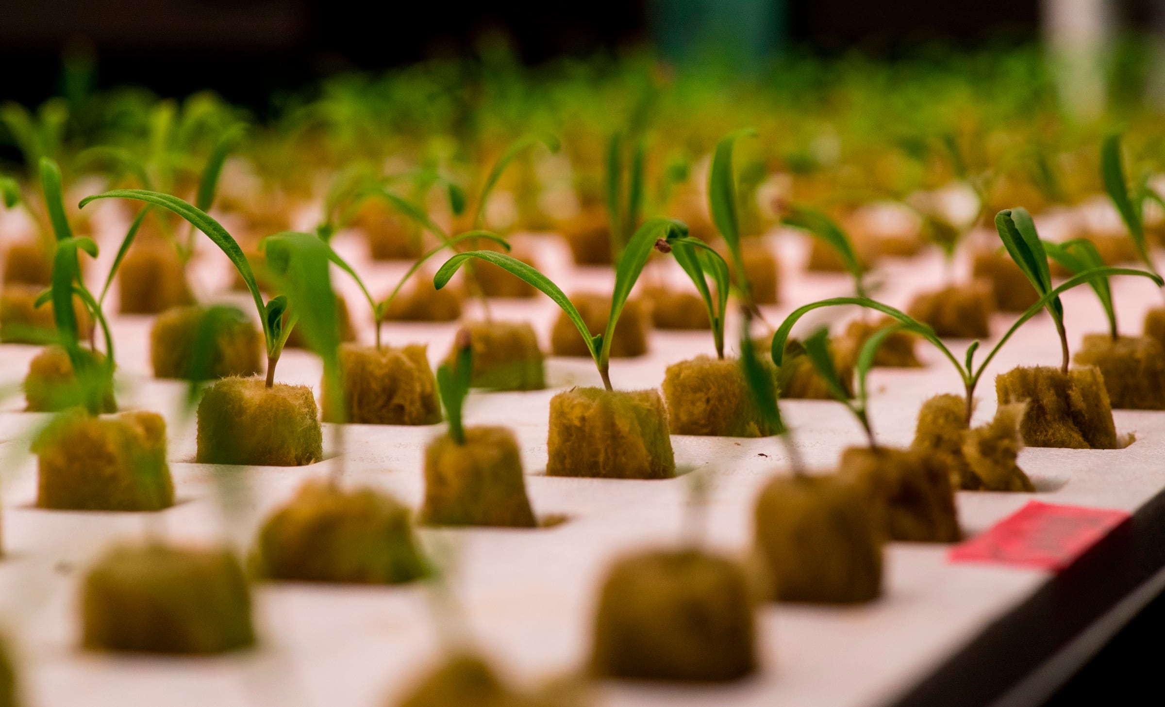 Hydroponic seedlings rooted in rockwool plugs on a propagation tray