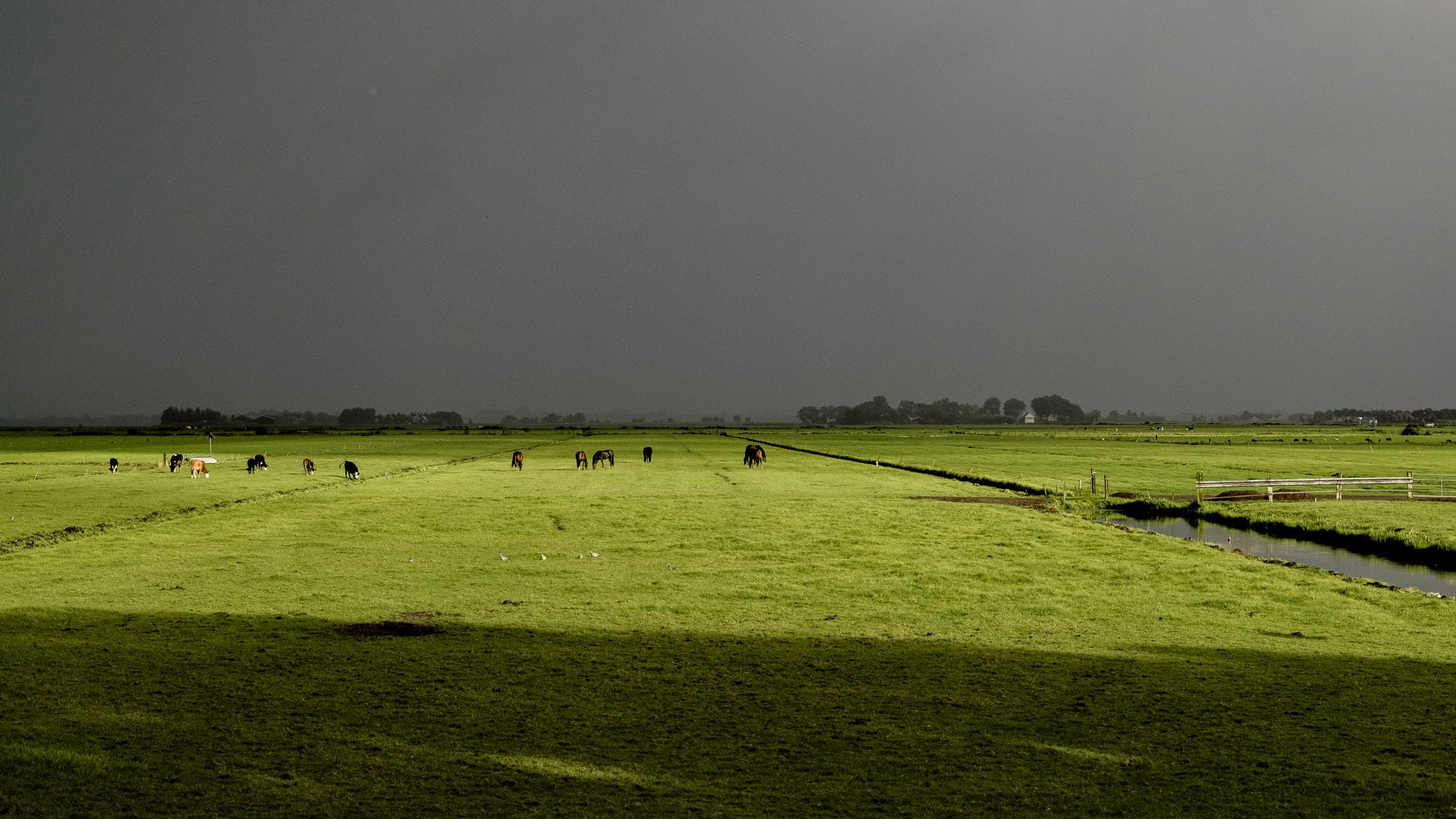 Cattle grazing across a green pasture under a dark storm sky